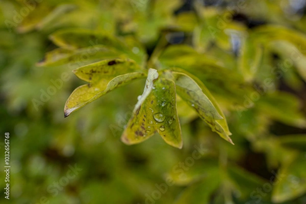 Obraz leaf with water drops