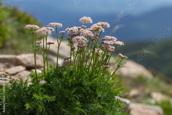 Fototapeta Mutellina purpurea (syn. Ligusticum mutellina) blooms on mountain alpine meadows (polonins) — in the Carpathians. Mutellina purpurea is a unique plant of the Carpathian highlands.