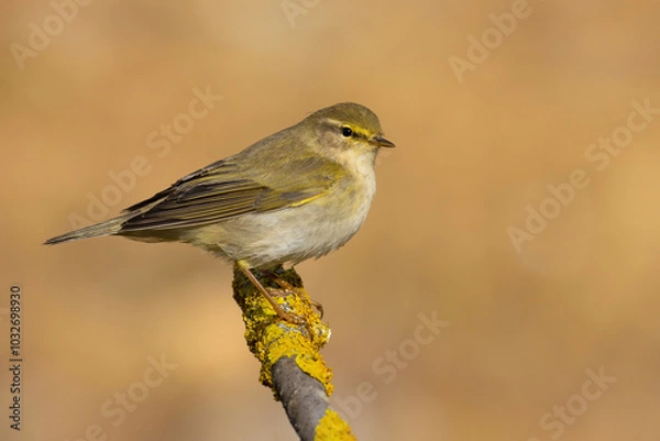 Obraz Willow Warbler
