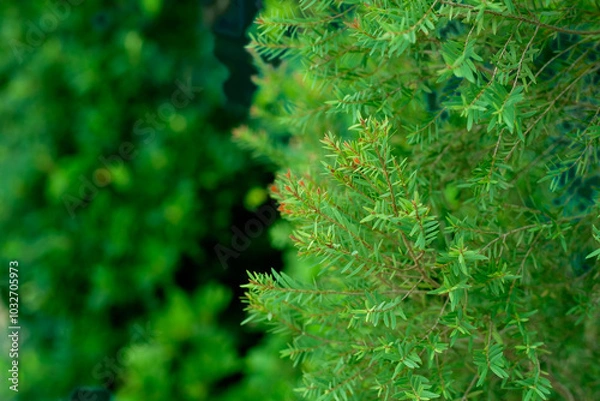 Fototapeta Vibrant Green Foliage with Soft Focus Background