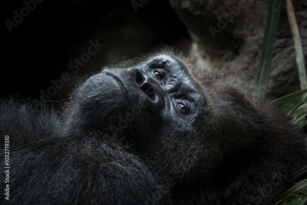 Obraz Close view of the face a gorilla. Close-up portrait of a western lowland gorilla (gorilla gorilla gorilla)