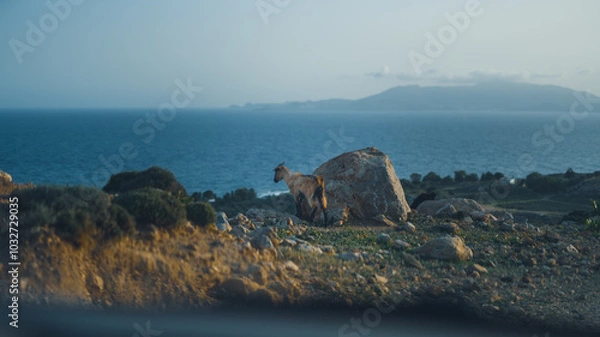 Fototapeta goat on the edge of a cliff near the coast of rhodos island