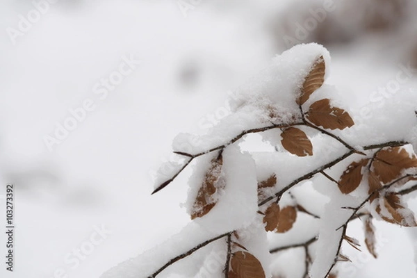 Obraz Blätter im Schnee 
