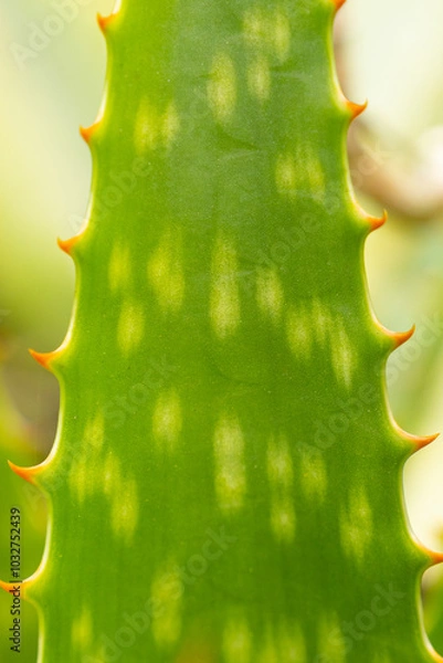 Obraz sabila, Aloe vera.