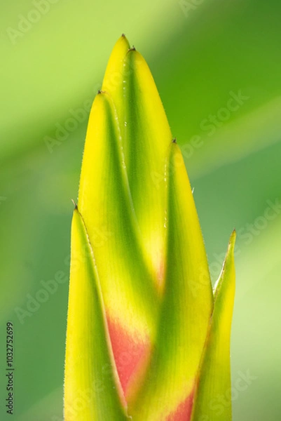 Obraz Heliconia