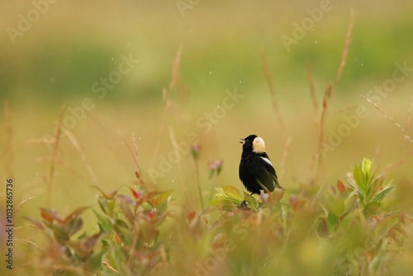 Obraz Bobolink singing in the rain