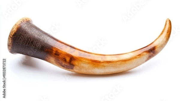 Fototapeta Ancient shofar horn on white background, used for Jewish religious rituals, typically made from a ram's horn. Blown during Rosh Hashanah celebrations.