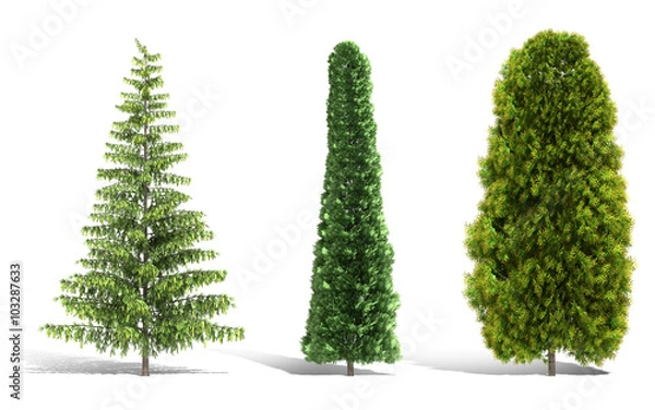 Fototapeta 3d tree render on white background