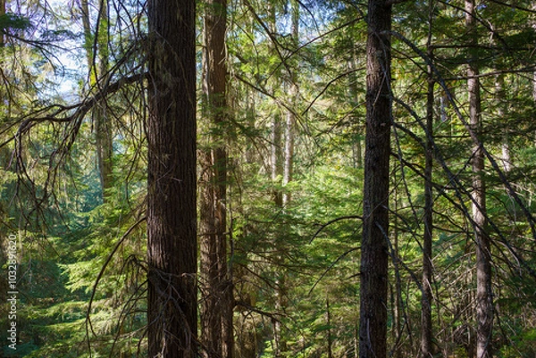 Obraz Roosevelt Grove of Ancient Cedars