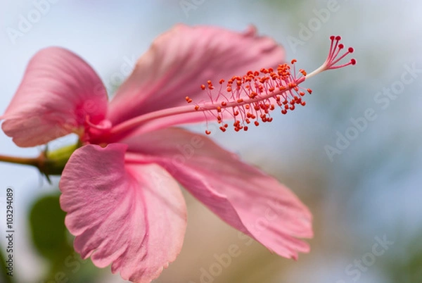 Obraz Pink hibiscus with blue sky background