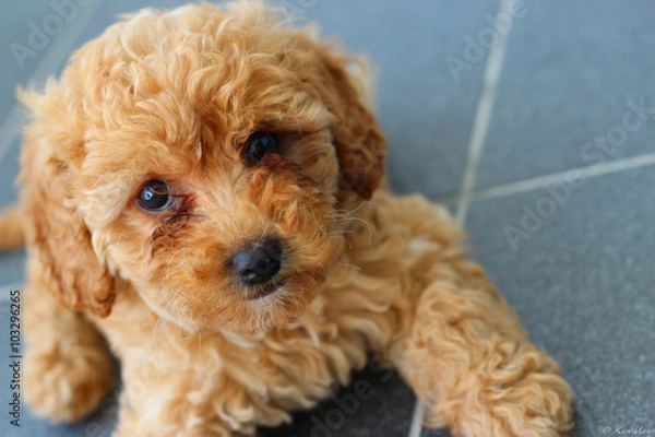 Obraz Puppy Cavoodle