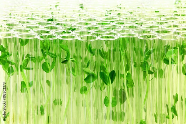 Fototapeta 沢山の試験管の中で培養される植物イメージ