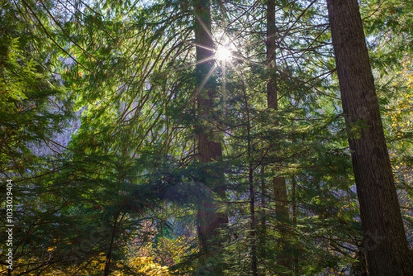Obraz Settler's Grove of Ancient Cedars