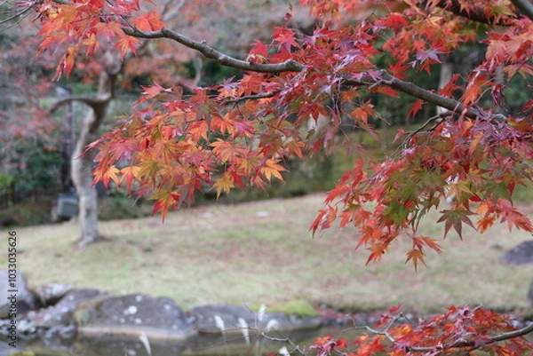Fototapeta 鎌倉、秋の風景。紅葉する円覚寺の風景。妙香池。