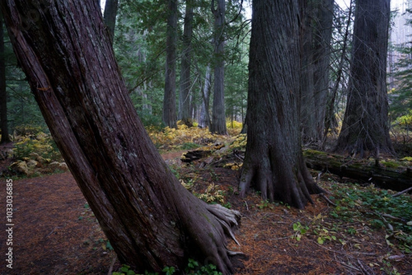 Obraz Settlers Grove of Ancient Cedars