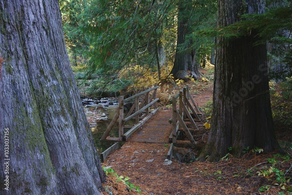 Obraz Settlers Grove of Ancient Cedars