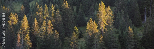 Obraz Forest Trees At Sunrise