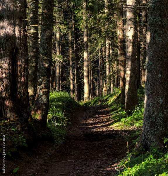 Obraz Hiking Trail In An Alpine Forest
