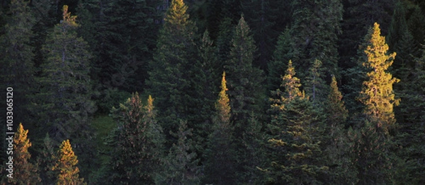 Obraz Forest Treetops At Sunrise