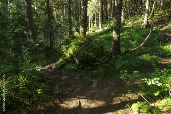 Obraz Alpine Forest Landscape In Summer