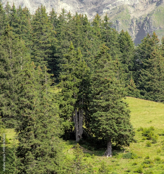 Obraz Alpine Forest Trees In Summer