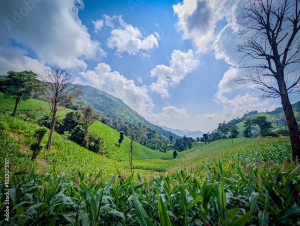 Fototapeta the atmosphere of the green field with dramatic tone