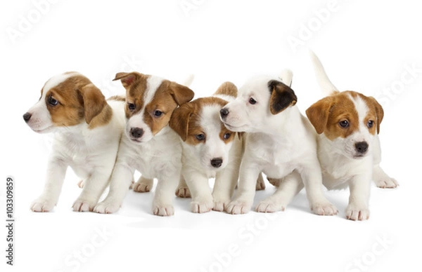 Obraz Five Jack Russell Terrier puppies