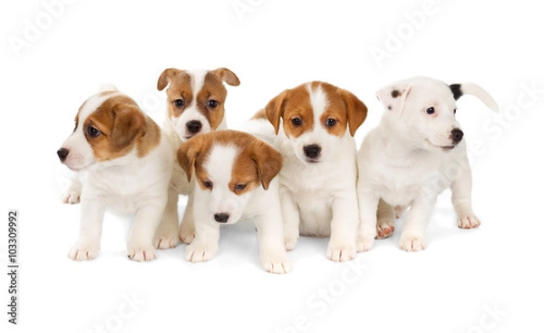 Obraz Five Jack Russell Terrier puppies