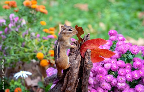 Obraz chipmunk climbs up a log to check for danger