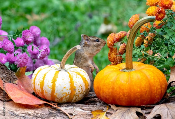 Obraz hide and seek chipmunk poses with pumpkins in a cute Halloween photo