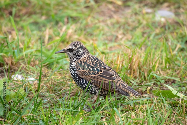 Obraz starling on the grass