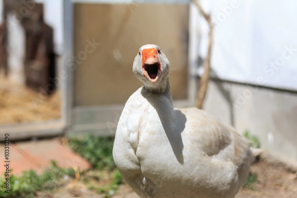 Obraz Angry Farm Goose
