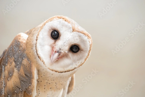 Obraz Common Barn Owl (Tyto Albahead)