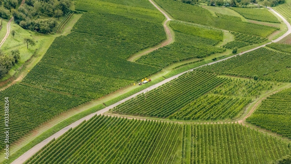 Obraz Tractor in the vineyard where the grapes are harvested in the wine region of Alsace, France, aerial shot