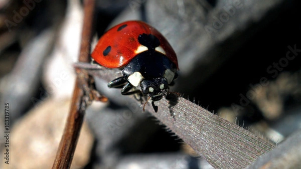 Fototapeta трава, мир под увеличением, растение, насекомые 