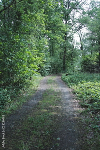 Fototapeta path in the forest