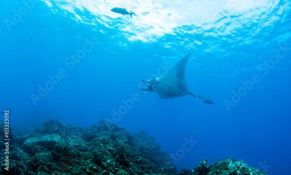 Fototapeta Manta Ray