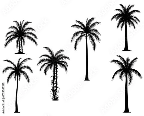 Fototapeta palm trees silhouette