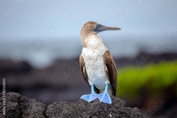 Obraz Blue-Footed Boobies on Grand Seymore Island, Galapagos Islands, Ecuador
