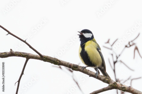 Fototapeta Close up view of great tit (Parus major)