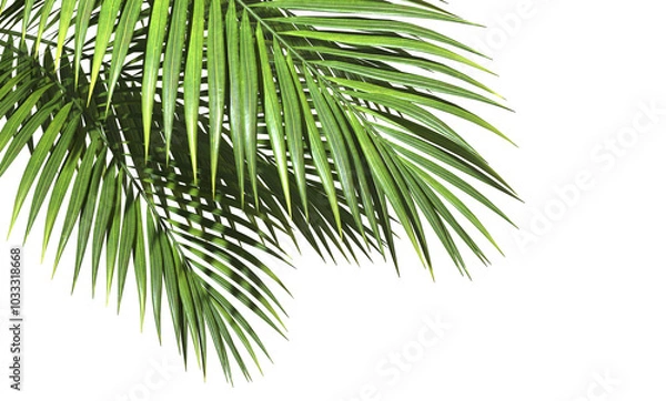 Obraz Serenity spa palm leaves environmentally on transparent backgrounds 3d illustrations png