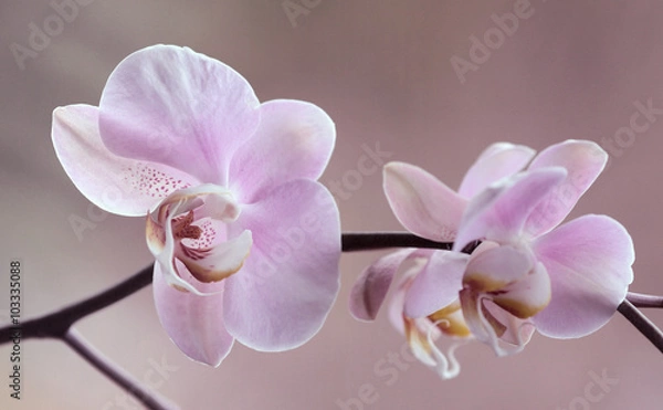 Obraz Storczyki - Orchidea