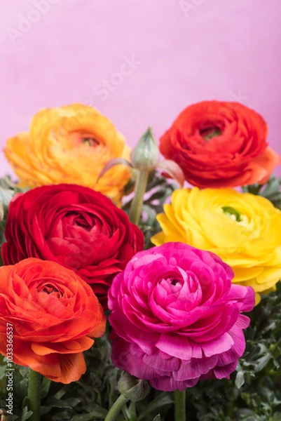 Fototapeta ピンク背景のカラフルなラナンキュラスの花々