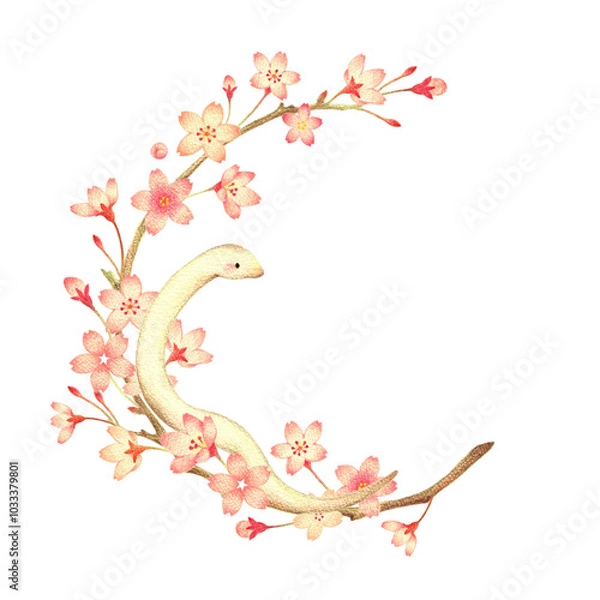 Fototapeta 桜と白蛇の巳年の飾り枠　手描き色鉛筆画