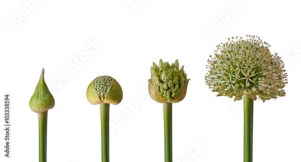 Fototapeta Kugellauch - sich öffnende Blüte