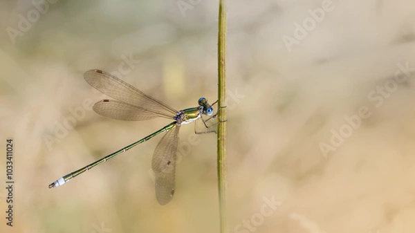 Fototapeta Robust spreadwing - Lestes dryas