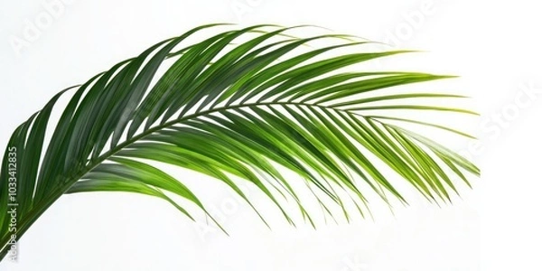Fototapeta Green palm tree against a white background. Close-up of a green palm leaf.