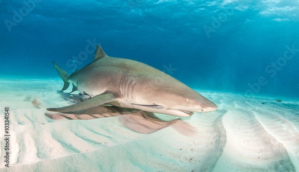 Obraz Lemon shark