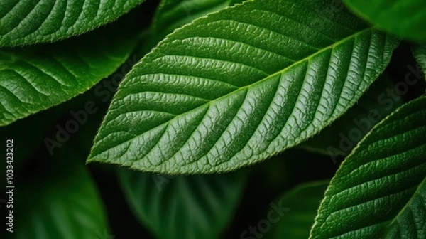 Obraz A close-up image focusing on the intricate details of a singular green leaf, capturing the texture and patterns that represent the essence of nature's design.