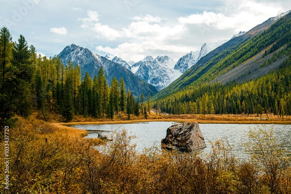 Fototapeta Shavlinskoye lake in Altai during the golden autumn, against the background of snow-capped mountains UNESCO heritage